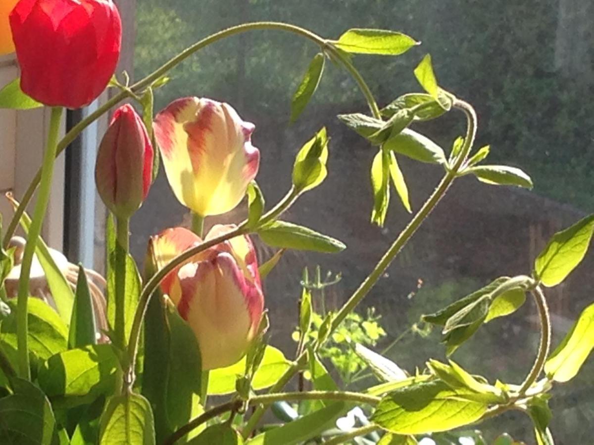 A L'Oree Du Parc Bed & Breakfast Besancon Luaran gambar